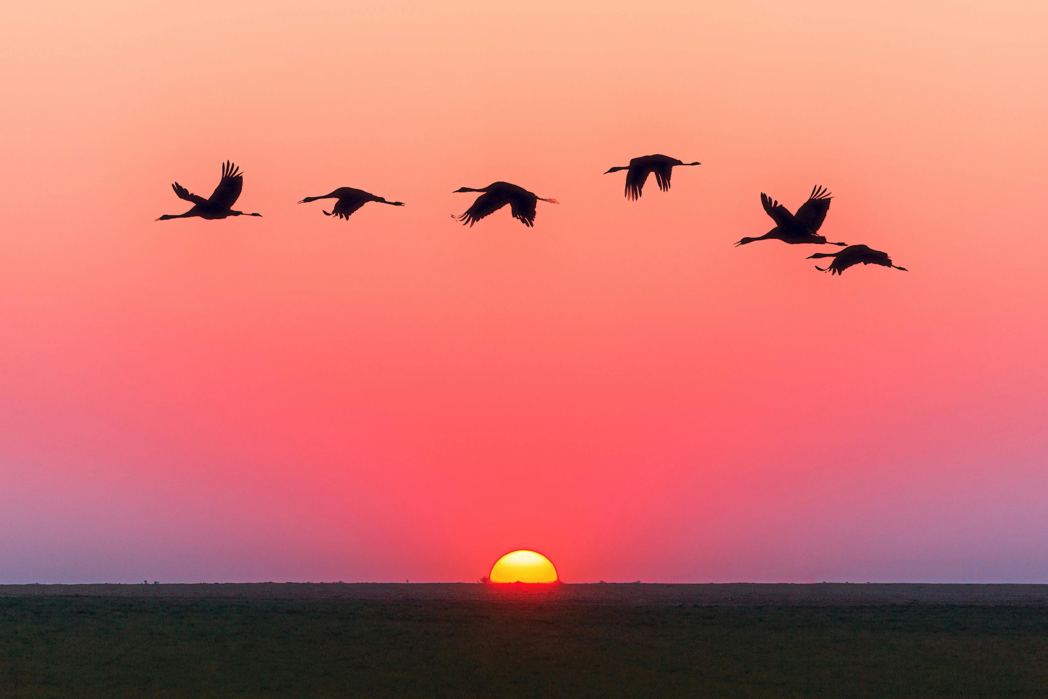 Six birds flying in a sky in shades of pink and orange