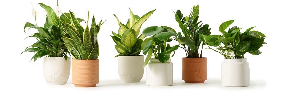 Six potted plants arranged in a row against a plain white background