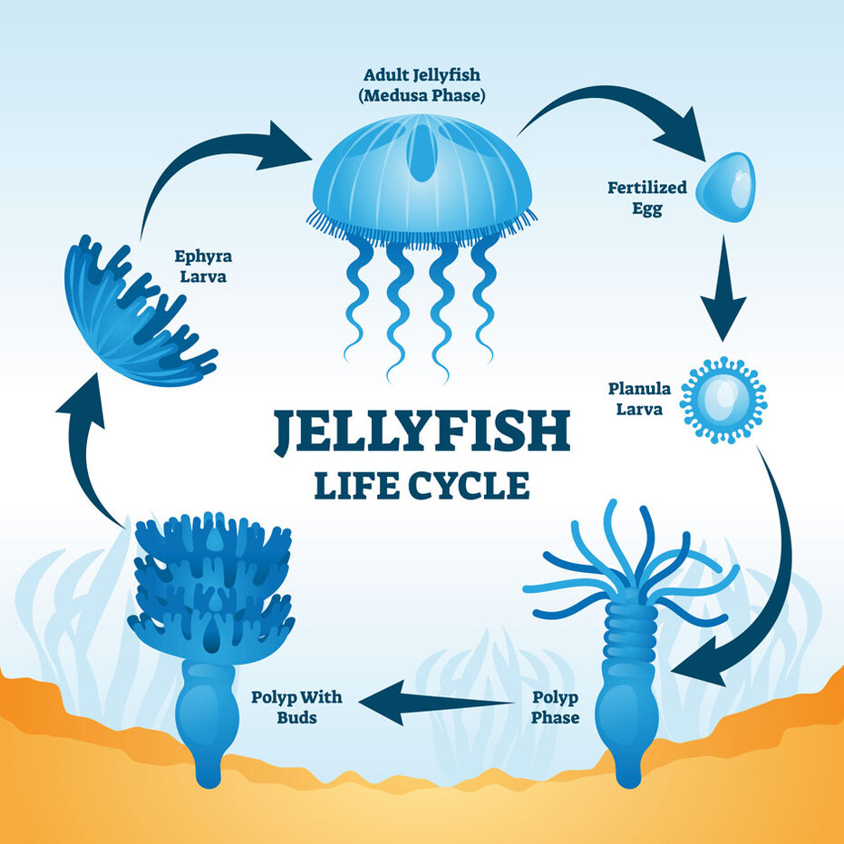 The diagram illustrates the jellyfish life cycle with labeled stages: fertilized egg, planula larva, polyp phase, polyp with buds, ephyra larva, and adult jellyfish (Medusa Phase), all connected by arrows showing the progression