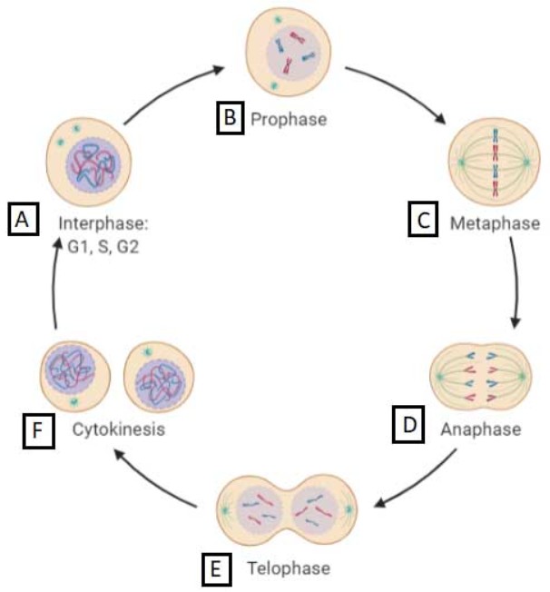 The diagram shows a cycle of cell division phases: Interphase (G1, S, G2), Prophase, Metaphase, Anaphase, Telophase, and Cytokinesis, each labeled with a letter from A to F.