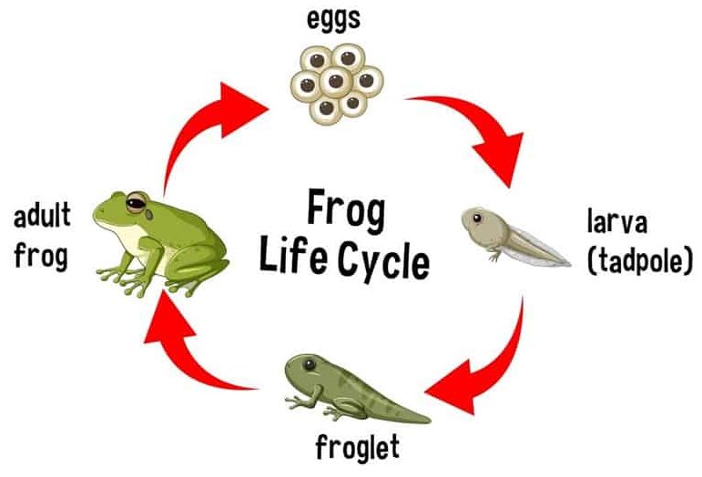 The diagram shows a circular diagram illustrating the life cycle of a frog, with labels for each stage: eggs, larva (tadpole), froglet, and adult frog, connected by red arrows indicating the progression from one stage to the next.