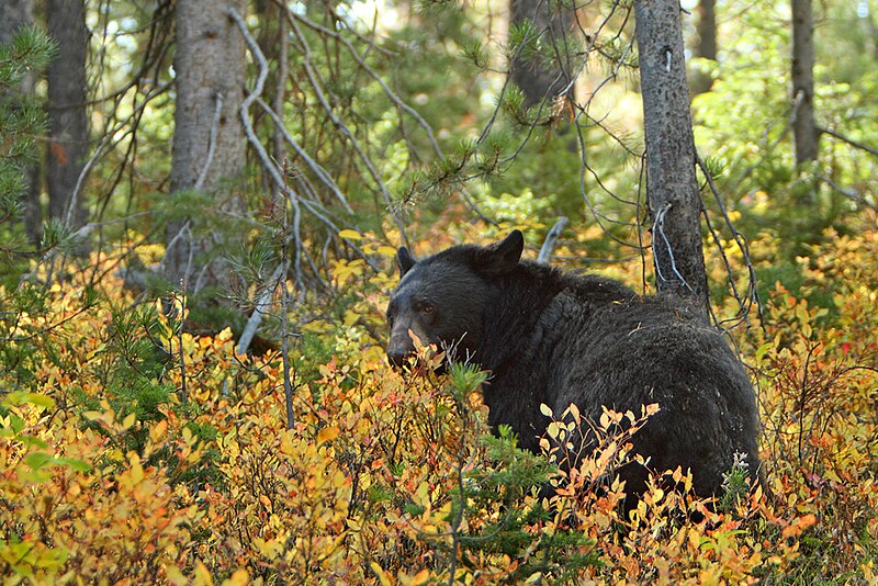A black bear standing in a forest clearing.